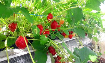 GAEC Manscourt – Saveurs de Taux