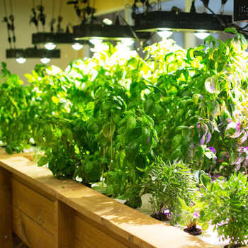 Basilic sous leds en intérieur