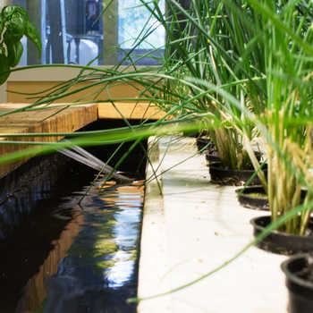 Cultures sur eaux à l'aide de Rafts