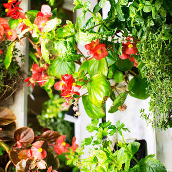 Notre système oasis vous permet de faire pousser jusqu'à 160 plants