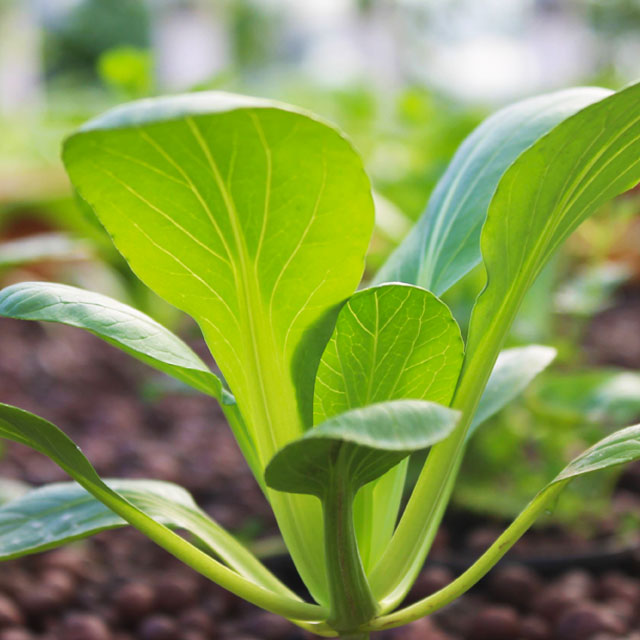 Jeunes pousses en système d'intérieur sur base de billes d'argile